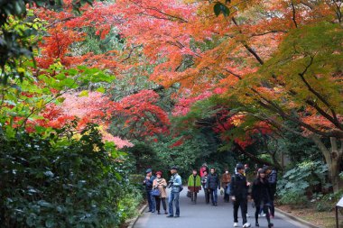 Tokyo, Japonya - 30 Kasım 2016: İnsanlar Shinjuku Gyoen Tokyo, Japonya ziyaret edin. Shinjuku Gyoen park sonbahar yaprakları, kutlama için dikkate değerdir.