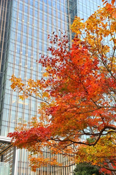 Осень Токио Кленовые Листья Апельсина Офисные Здания Центре Токио — стоковое фото