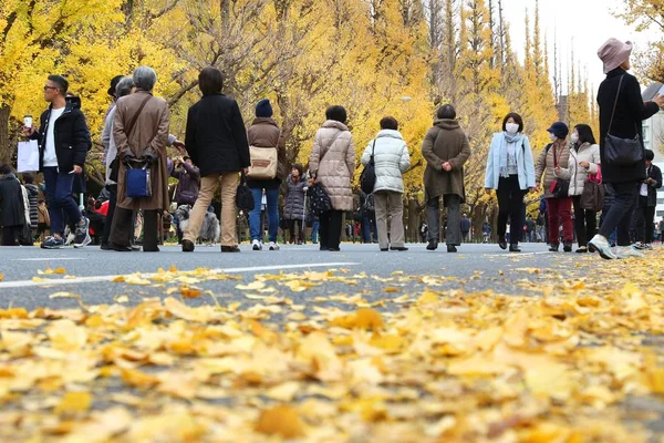 2016 人秋天银杏大道在日本东京访问 Icho 并木大道是著名为它庆祝秋天的落叶 — 图库照片