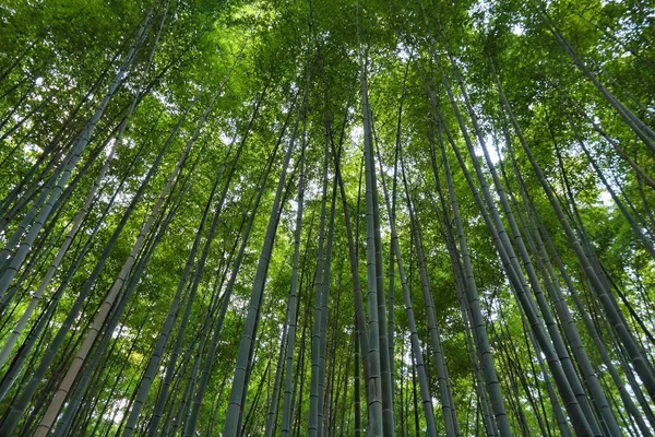 Kyoto Japonya Yeşil Bambu Grove Arka Planda Arashiyama — Stok fotoğraf