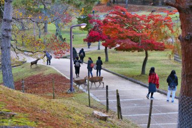 NARA, JAPONYA - 23 Kasım 2016: Turistler Japonya 'nın Nara Park kentindeki kutsal geyiği besliyor. Yerel geleneğe göre, Yıldırım Tanrısı Takemikazuchi 'nin ziyareti nedeniyle Nara geyiği kutsaldır..