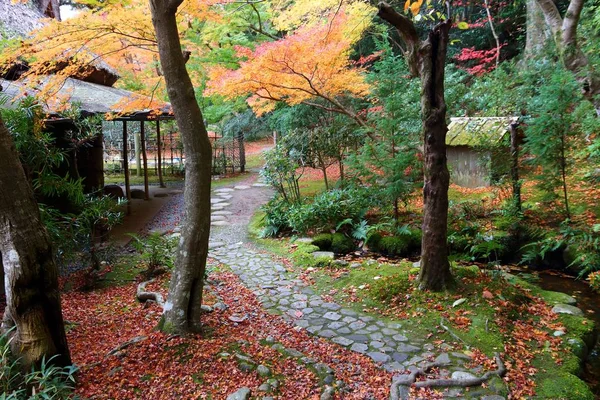 Herbst Laubmoosgarten Japan Rote Momiji Blätter Ahornbaum Einem Japanischen Teegarten — Stockfoto