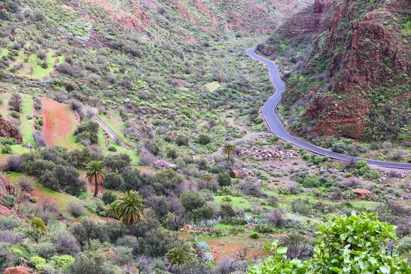 Gran Canaria Krajobraz Górskiej Drogi Wąwozu Guayadeque Barranco Guayadeque — Zdjęcie stockowe