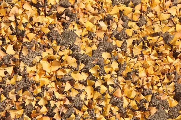 Outono Amarelo Ginkgo Folhas Árvore Chão Osaka Japão Composição Época — Fotografia de Stock