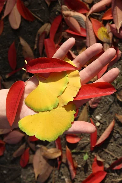 Folhas Outono Tradição Koyo Japão Folhas Ginkgo Folhas Açafrão — Fotografia de Stock