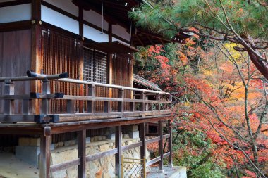 Kyoto, Japonya - Eikando Zenrinji Tapınağı'nda sonbahar yaprakları.