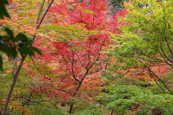 Осіннє Листя Японії Червоний Momiji Листя Maple Tree Кіото — стокове фото