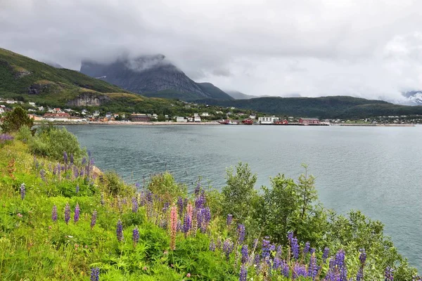 Norvegia Paesaggio Vista Mare Con Fiori Lupino Città Ornes Nel — Foto Stock
