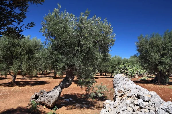 Italiaanse Olijfbomen Olijfolie Waardoor Regio Provincie Bari Apulië Italië — Stockfoto