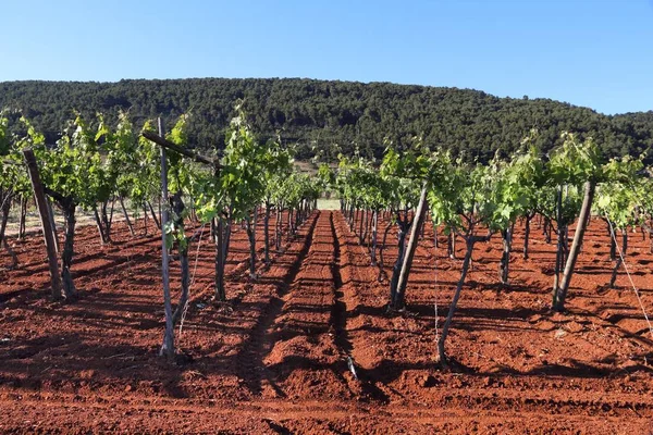 Apulia Bağ Bölge Yapma Bari Eyaletinde Talya Şarap — Stok fotoğraf