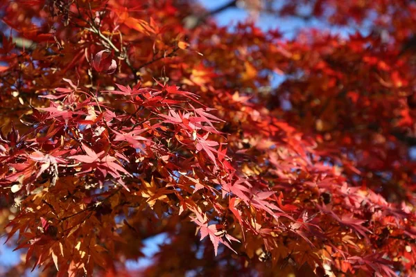 色鮮やかな秋の紅葉 赤いメープル ツリーの葉の秋 — ストック写真