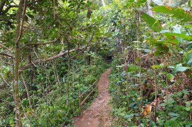 Brazil - hiking trail in Mata Atlantica (Atlantic Rainforest) in Trindade near Paraty. clipart