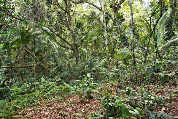 Jungle Brésilienne Mata Atlantica Forêt Tropicale Atlantique Trindade Près Paraty — Photo
