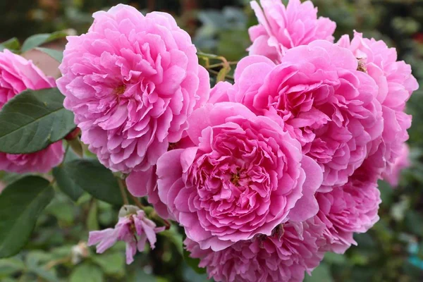 Harlow Carr Rose Bush Variety English Rose — Stock Photo, Image