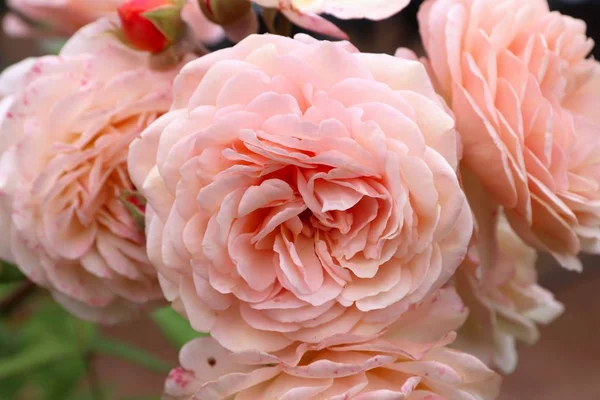 Leander Rose Bush Sorte Der Englischen Rose Aprikosenfarbene Blüten — Stockfoto