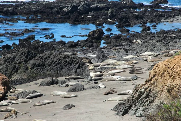 Kalifornien Nature Piedras Blancas Elefant Seal Rookery Der Nähe Von — Stockfoto
