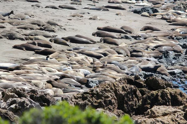 Natureza Califórnia Piedras Blancas Elefante Vedação Rookery Perto San Simeon Imagens Royalty-Free