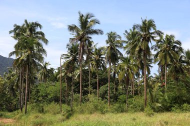 Palawan 'ın palmiye ağaçları. Filipinler 'deki doğal manzara.