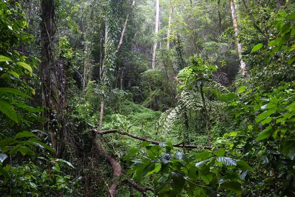 Jungle Les Destinaci Palawan Filipíny Rainforest Tropický Kras — Stock fotografie