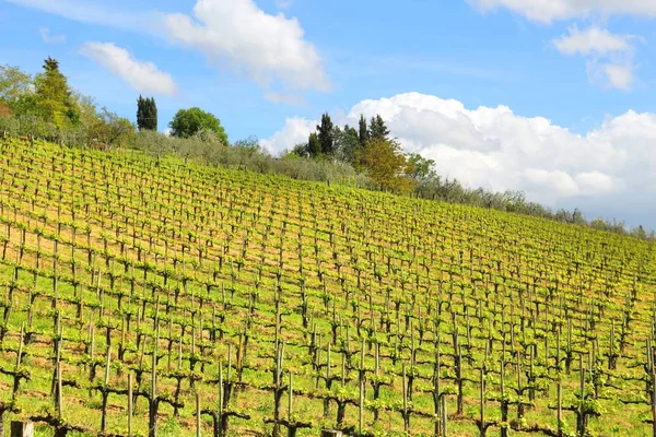 Toskánsko Vinice Krajina Itálie Zemědělské Plochy Provincii Siena — Stock fotografie