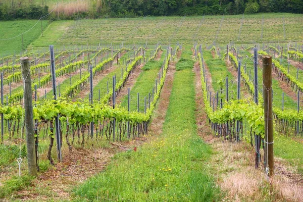 Toskana Weinberg Landschaft Italiens Landwirtschaftlicher Bereich Der Provinz Siena — Stockfoto