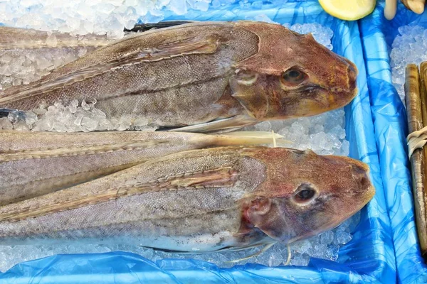 Gurnard 新鲜的鱼购物在利兹 英国的市场 — 图库照片