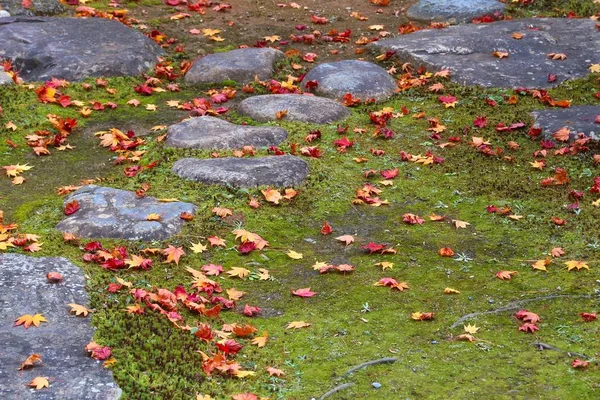 Folhas Outono Japão Folhas Bordo Vermelhas Caídas Momiji Kyoto — Fotografia de Stock