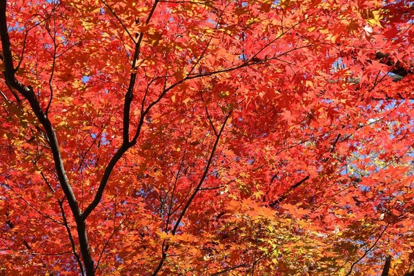 Осінь Токіо Японія Кленові Листи Koishikawa Korakuen Сад — стокове фото