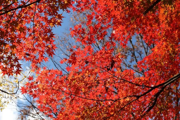 Otoño Tokio Japón Hojas Arce Koishikawa Korakuen Garden — Foto de Stock