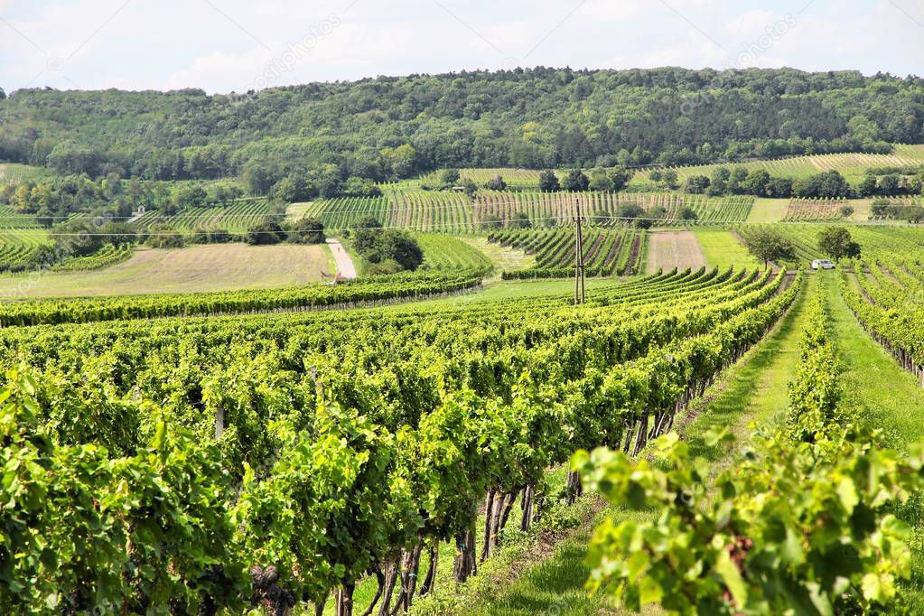Austria agriculture - Burgenland wine growing region. Vineyard in summer.