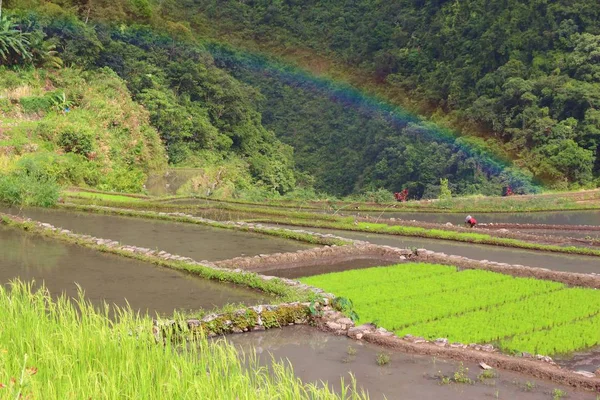 Grüne Reisfelder Batad Philippinen Regenbogen Hintergrund — Stockfoto