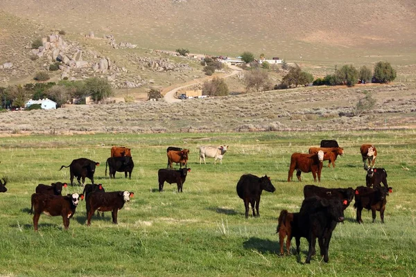 California Rancho Ganado Condado Kern Agricultura Americana — Foto de Stock