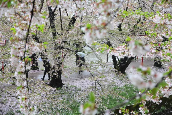 Japan Sakura Fallen Cherry Blossom Petals Hirosaki — Stock Photo, Image