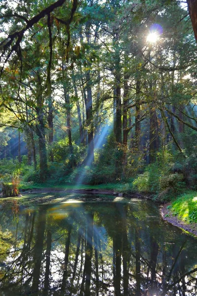 Forest Sun Rays Alishan National Scenic Area Taiwan Beautiful Cypress — Stock Photo, Image
