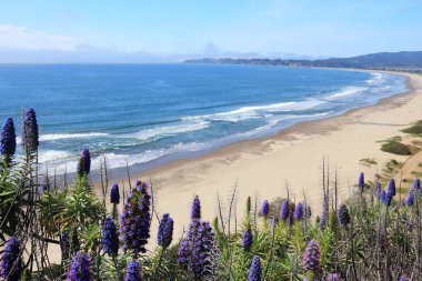 California doğa - Stinson Beach manzara. Madeira gurur (Echinum fastuosum) çalı.