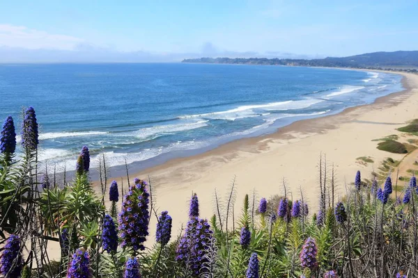 Naturaleza California Stinson Beach Paisaje Orgullo Madeira Echinum Fastuosum Arbusto —  Fotos de Stock