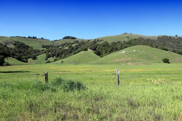 加州农村景观 马林县的绿色牧场 — 图库照片