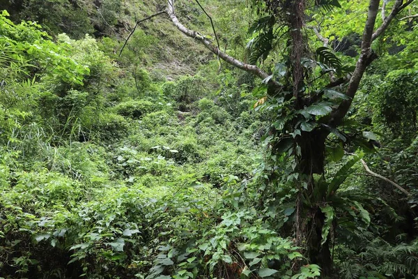 Ταρόκο Εθνικό Πάρκο Στην Ταϊβάν Πλούσιο Τροπικό Δάσος Μονστέρα Φυτό — Φωτογραφία Αρχείου