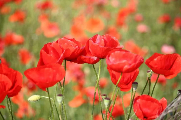 Campo Papavero Nella Regione Puglia Italia Paesaggio Rurale — Foto Stock