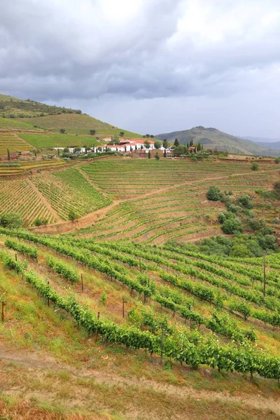 Portugalskiego Wina Regionu Winnice Wzgórzach Wzdłuż Doliny Rzeki Douro Alto — Zdjęcie stockowe