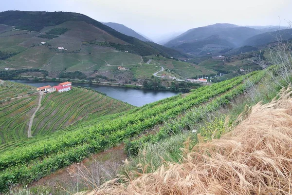 Portugal Wijn Regio Wijngaarden Heuvels Langs Vallei Van Douro Rivier — Stockfoto