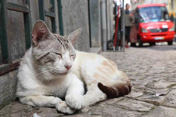 Urban Relax City Street Cat Alfama District Lisbon Portugal — Stock Photo, Image