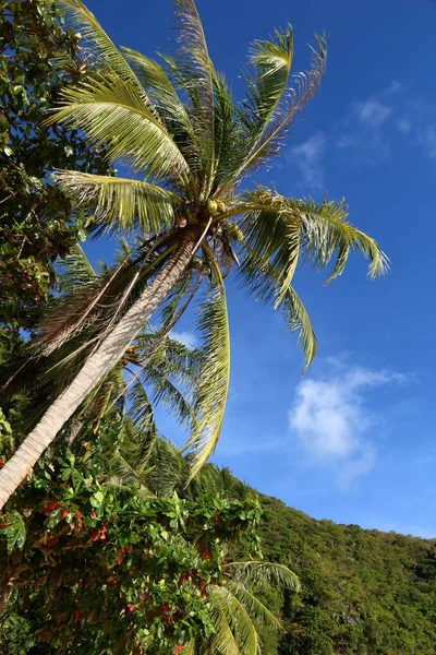 Palm Tree Palawan Natural Landscape Philippines — Stock Photo, Image