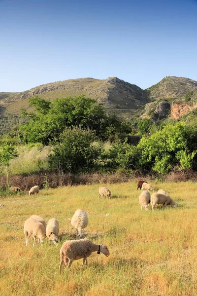 Creta Isola Grecia Allevamento Ovini Paesaggio Rurale — Foto Stock