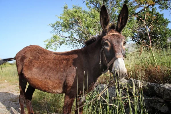 Burro Típico Animal Quinta Grego Creta Ilha Grécia — Fotografia de Stock