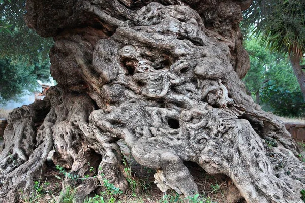 Der Älteste Olivenbaum Griechenland Ein Baum Auf Der Insel Beton — Stockfoto