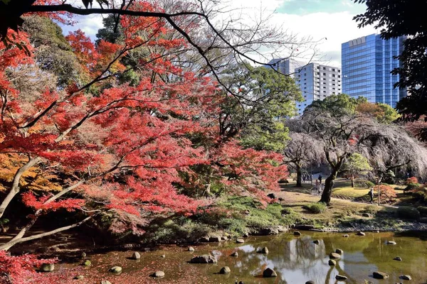 Höstlöven Färger Tokyo City Park Koishikawa Korakuen Trädgård Höstlöv — Stockfoto