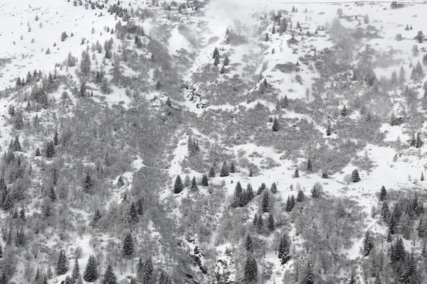 Snöig Skog Alperna Frankrike Valloire Rhône Alpes Regionen — Stockfoto