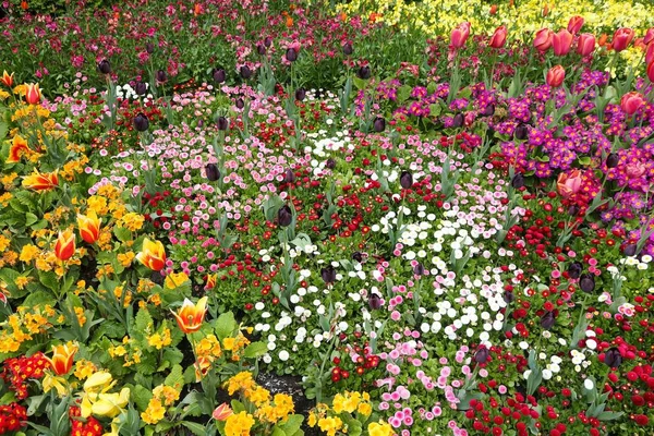 Jarní Čas Londýně Různé Barevné Květiny James Park Primulí Tulipány — Stock fotografie