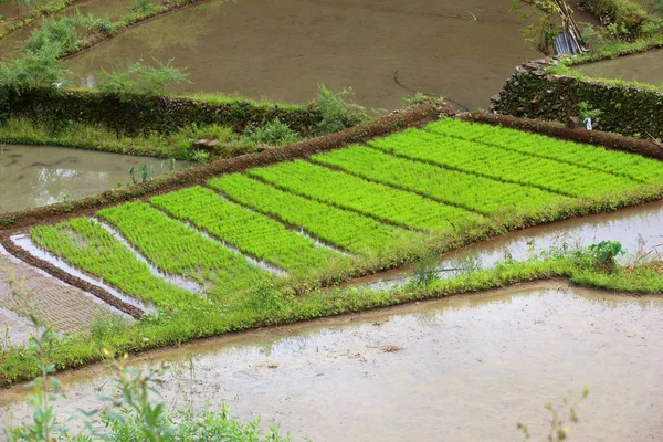 Rice Seedlings Field Green Rice Paddy Batad Philippines — Stock Photo, Image